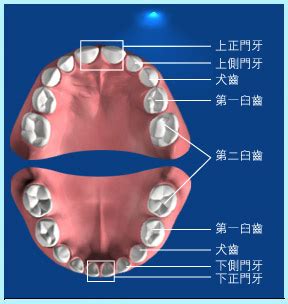 大牙牙齒|口腔知識問與答(一) : 認識牙齒的數量、結構及重要性